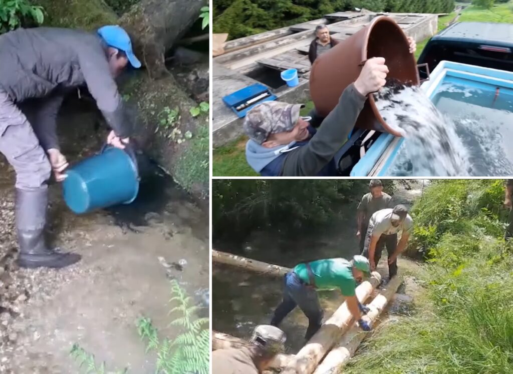 (VIDEO) Râul Sibișel, din Munții Apuseni, a fost populat cu 5.000 de puieți de păstrăv indigen