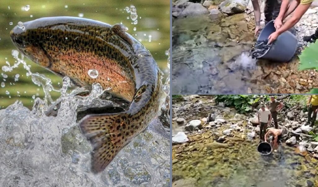 VIDEO Valea Finișului și Crișul Pietros din Apuseni au fost repopulate cu mii de puieți de PĂSTRĂV!
