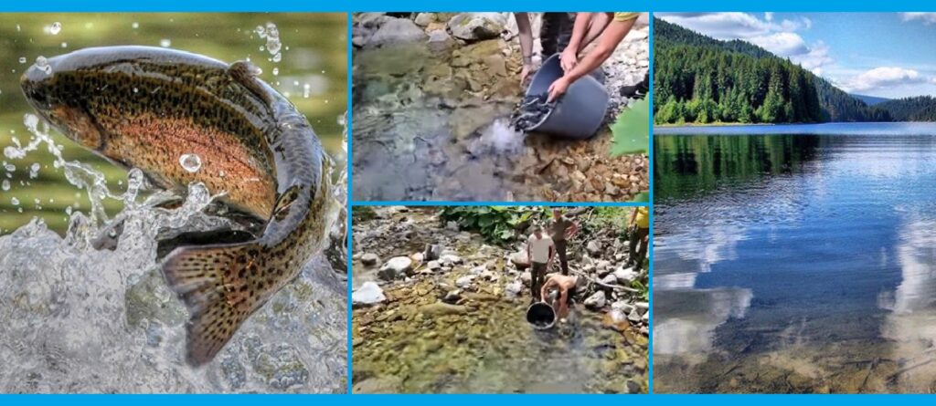 (VIDEO) Trei râuri superbe din Transilvania au fost repopulate cu păstrăvi