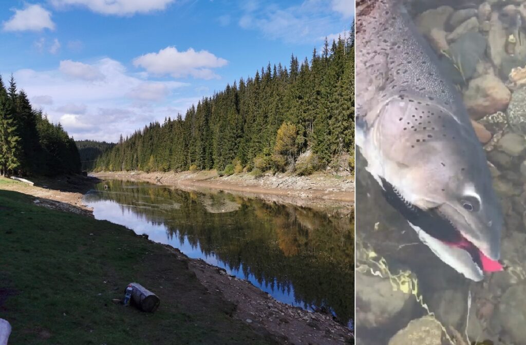 (VIDEO) Păstrăv URIAȘ capturat în lacul Beliș-Fântânele, din Apuseni, zona Smida
