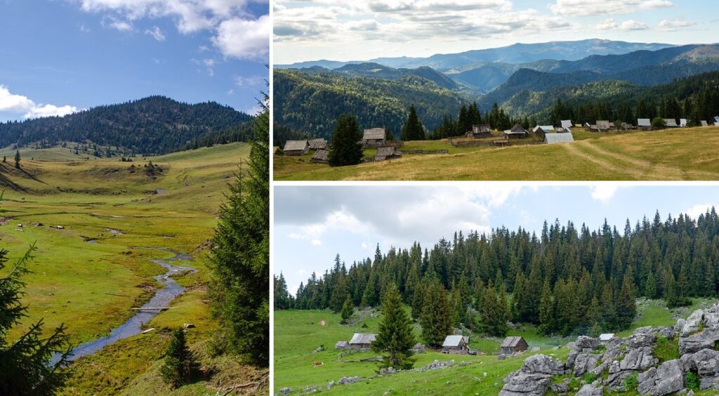 Poiana Călineasa, un loc magic din Apuseni, unde din mai în septembrie, moții stau cu animalele în poiană