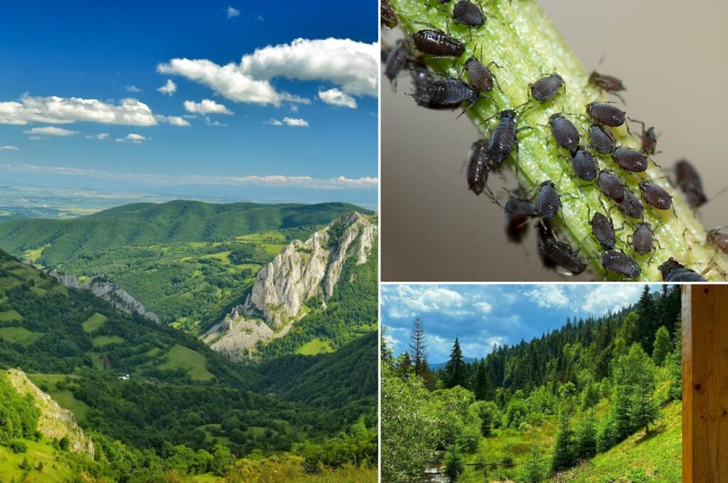 Făclia: Catastrofă ecologică în Parcul Natural Apuseni! Mii de hectare de pădure nimicite de o insectă!