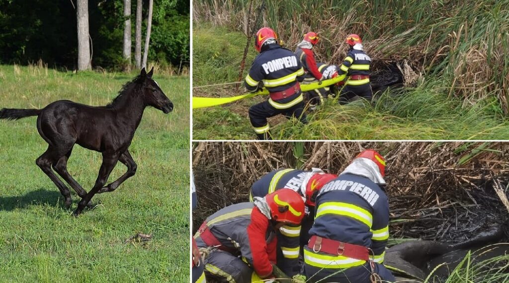 Pompierii au salvat un mânz blocat într-un canal adânc de aproximativ patru metri