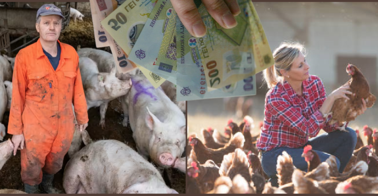 Ajutoare bănești uriașe pentru crescătorii de porci și păsări: Cât poate primi un fermier și care sunt condițiile de eligibilitate?