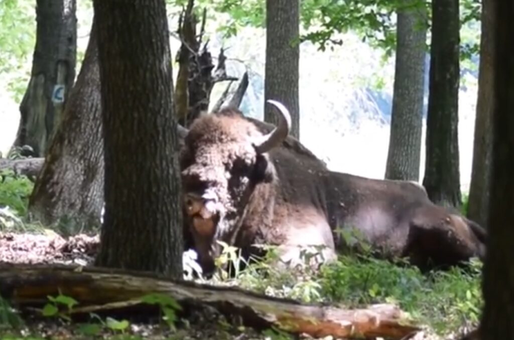 (VIDEO) Un zimbru se relaxează, la umbră, într-o pădure dintr-un parc natural