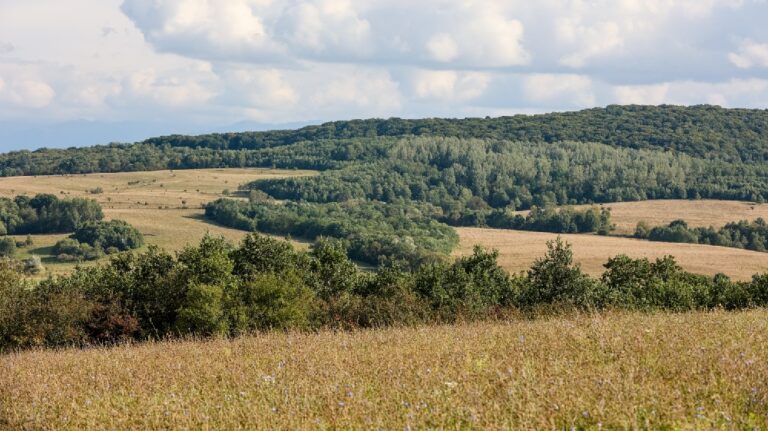 Pădurile Nimănui: 500.000 de hectare de păduri crescute pe pajiști, defrișate legal și haotic