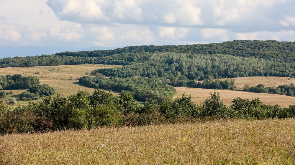 Pădurile Nimănui: 500.000 de hectare de păduri crescute pe pajiști, defrișate legal și haotic