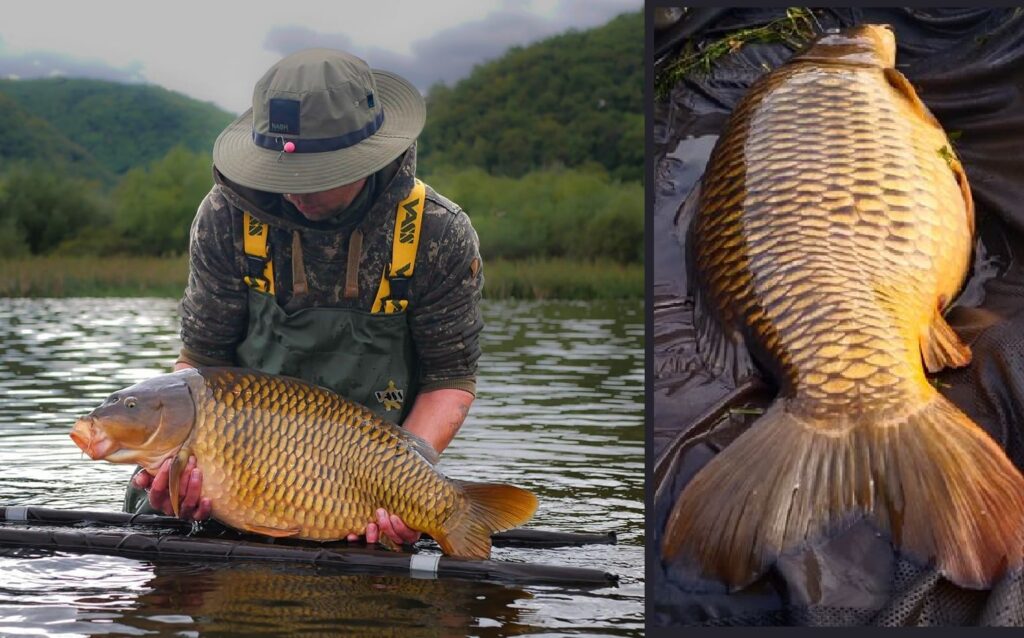(VIDEO) Un pescar a prins un crap sălbatic de 11,5 kg în lacul Someșul Cald!