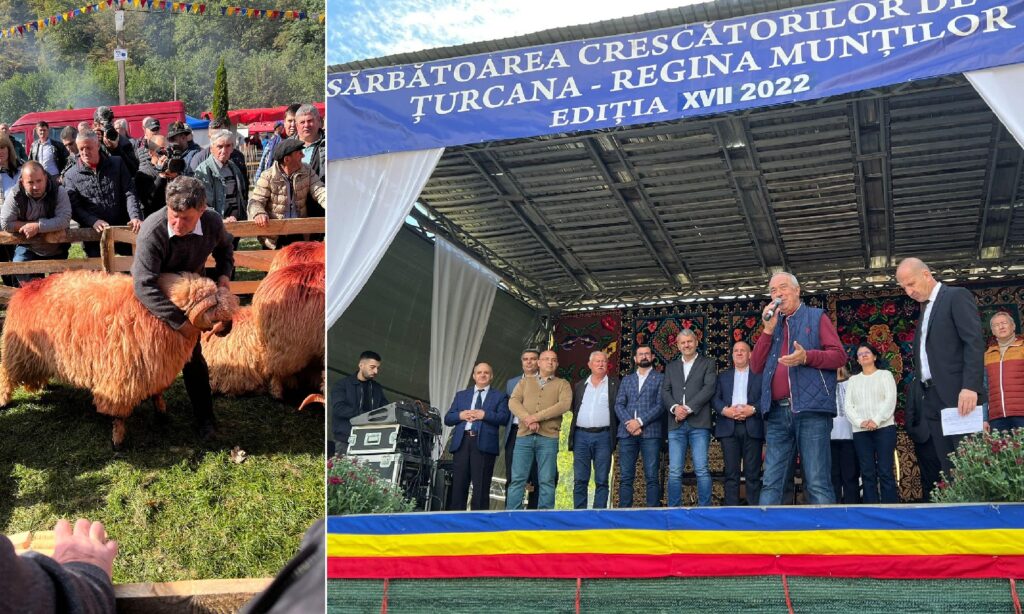 Nistor: România nu are nevoie să importe alte rase de ovine! În Hunedoara avem tot ce ne trebuie!