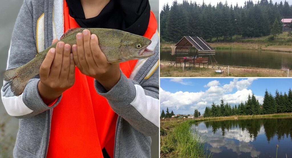 La Găvrila, păstrăvărie de vis, aproape de lacul Beliș-Fântânele între brazii înalți din Apuseni