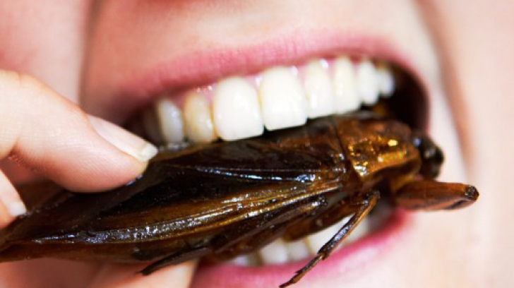 AUR vrea interzicerea utilizării insectelor în producţia de hrană pentru populaţia umană