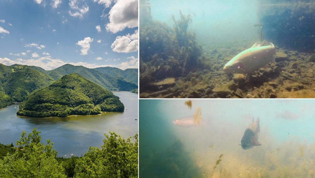 (VIDEO) Păstrăvi MARI au fost filmați în lacul Tarnița, în zona unui pod, cu un GoPro