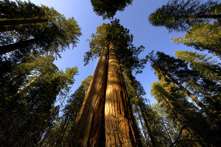 Colosul verde ascuns între munți, Sequoia din Apuseni: De peste un secol păzește Dealul Domnului din Rogojel!