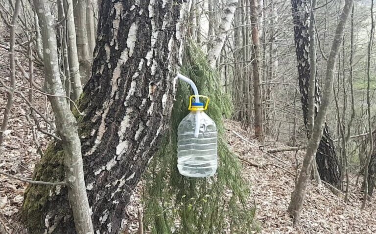 Seva de mesteacăn din Apuseni, licoarea magică cu vitamine și minerale, are beneficii extraordinare