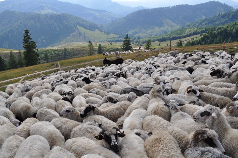 Crescătorii de animale care vor să înființeze stâne montane pot primi până la 300.000 de lei