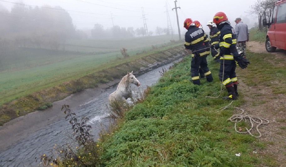 Pompierii au salvat un CAL dintr-un canal din Aștileu