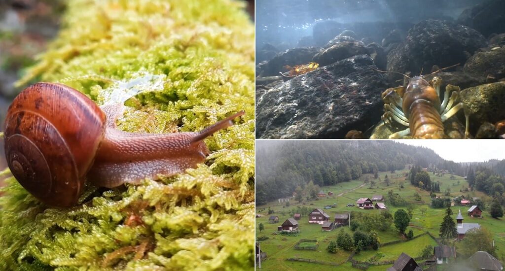 (VIDEO) Parcul Natural Apuseni ne prezintă filmul documentar „Nevertebrate”
