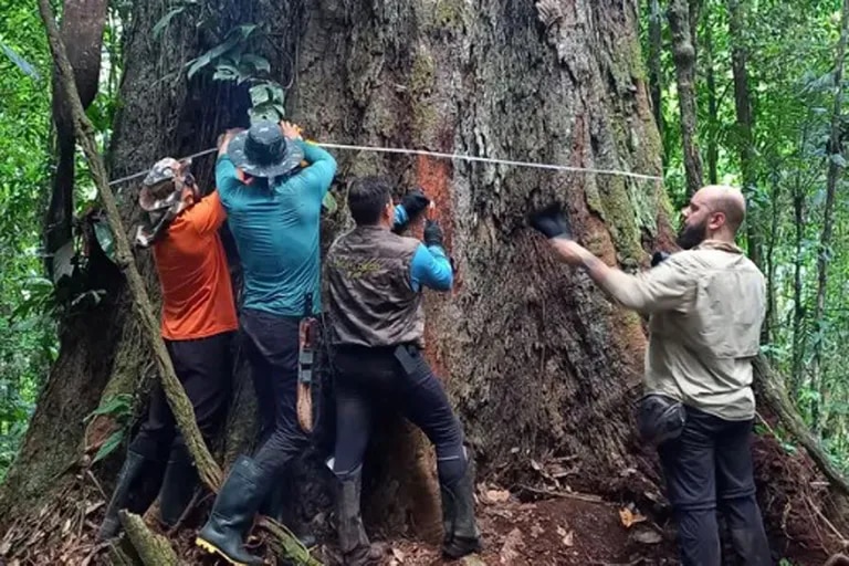 A fost descoperit un copac care are 600 de ani, 10 metri în diamteru şi 89 de metri înălţime, 400.000 de tone greutate!