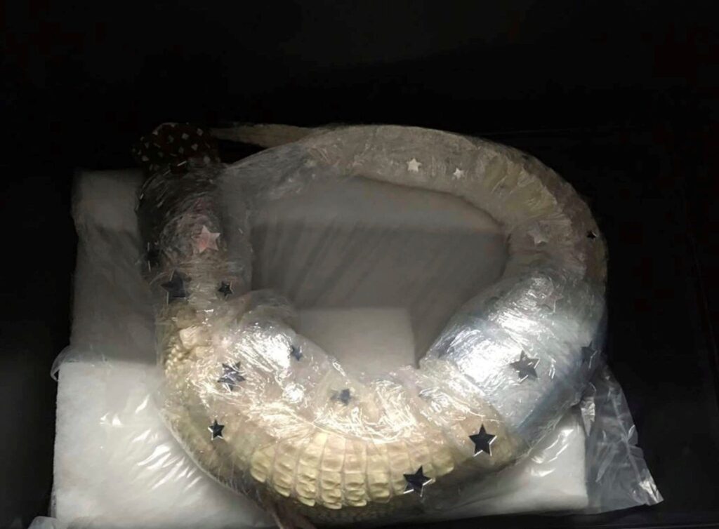 Un aligator viu a fost descoperit în valiza unui bărbat care a aterizat pe un aeroport din Germania