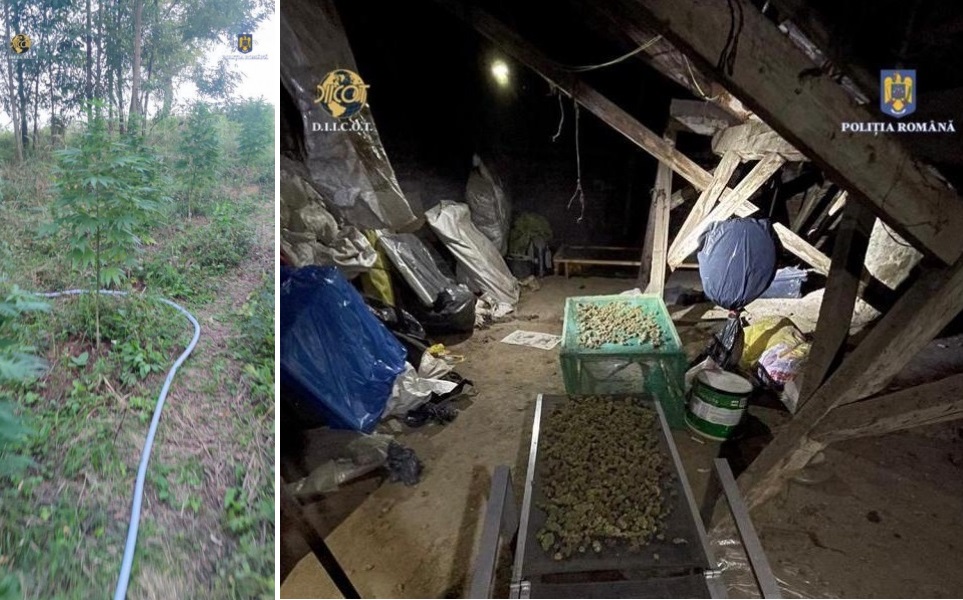 Cultură de cannabis descoperită de polițiști și procurori în Crișana: Polițiștii din Sebiș au fost implicați în destructurarea rețelei!