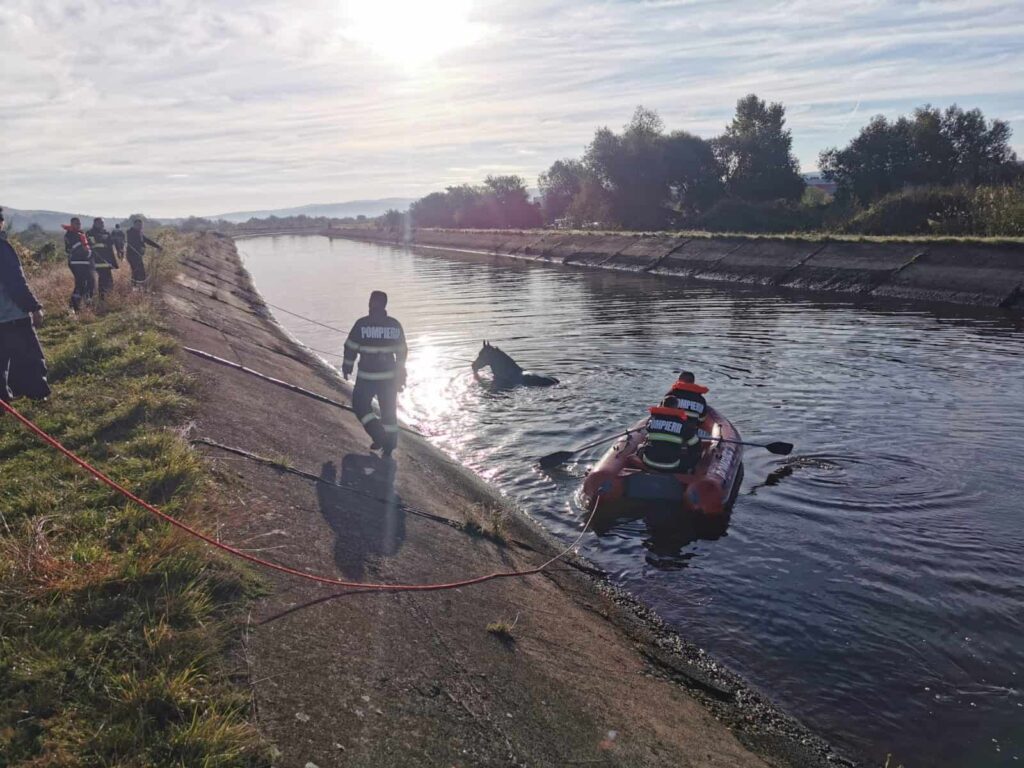 (VIDEO) Pompierii au salvat un cal de rasă căzut în canalul betonat al Someșului la Gilău