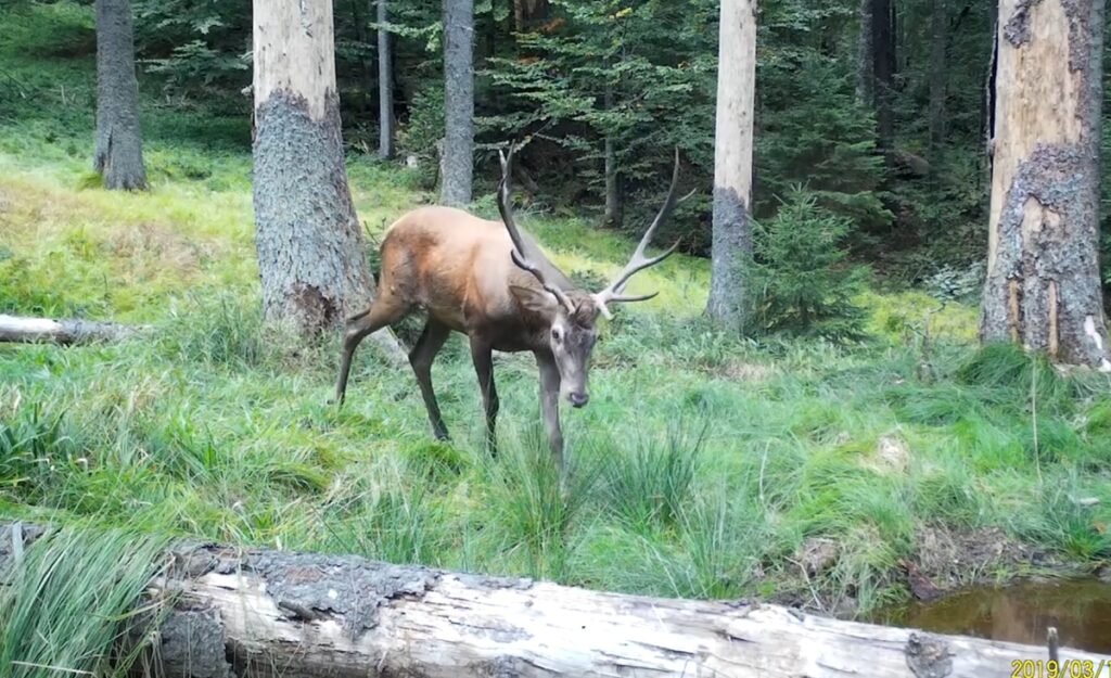 (VIDEO) Imagini foarte frumoase cu un cerb într-o pădure din Parcul Natural Apuseni
