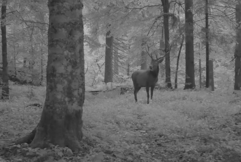(VIDEO) Boncănitul cerbilor, imagini din perioada de împerechere din Parcul Natural Apuseni