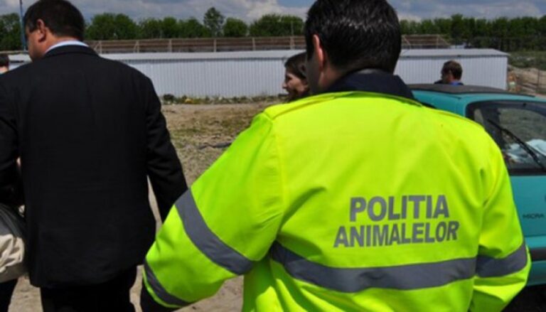 Un bărbat din Oradea a fost reținut pentru schingiuirea unei pisici și violarea sediului unei firme