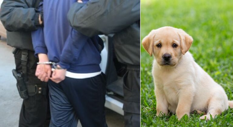 Un ardelean este acuzat că ar fi ABUZAT SEXUAL un câine labrador!