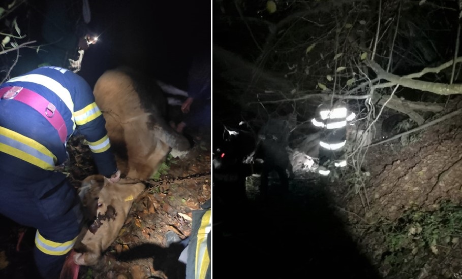 O bovină a fost salvată de pompieri, după ce a căzut de la o înălţime de 6 metri, în Nimăiești