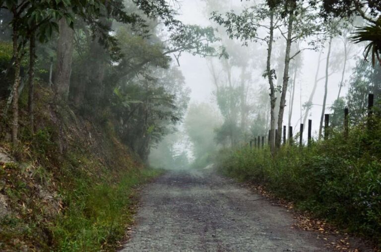 ROMSILVA a lansat o nouă licitație pentru reabilitarea drumului forestier Feneșasa, aflat în zona orașului Zlatna