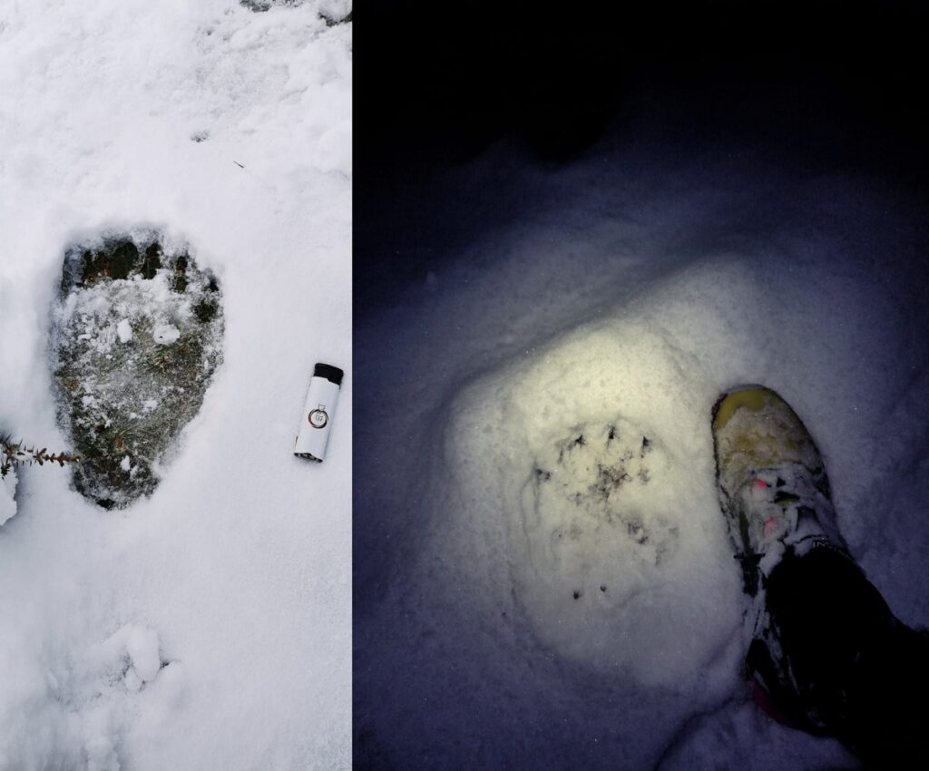 Urme de urs de în Stana de Vale și în Poiana Bălileasa! Salvamontiștii: Când mergem la munte suntem musafiri şi ursul este acasă!