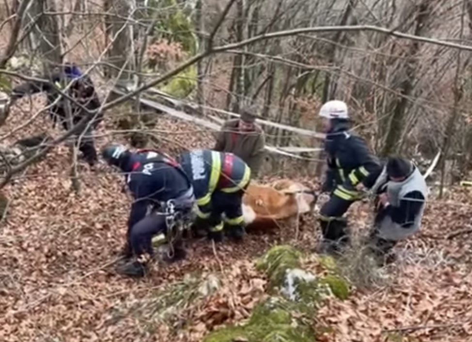 Pompierii au salvat o văcuță în Blăjeni, după ce a căzut într-o prăpastie, de circa 30 de metri: Intervenția, destul de dificilă, a durat 5 ore!