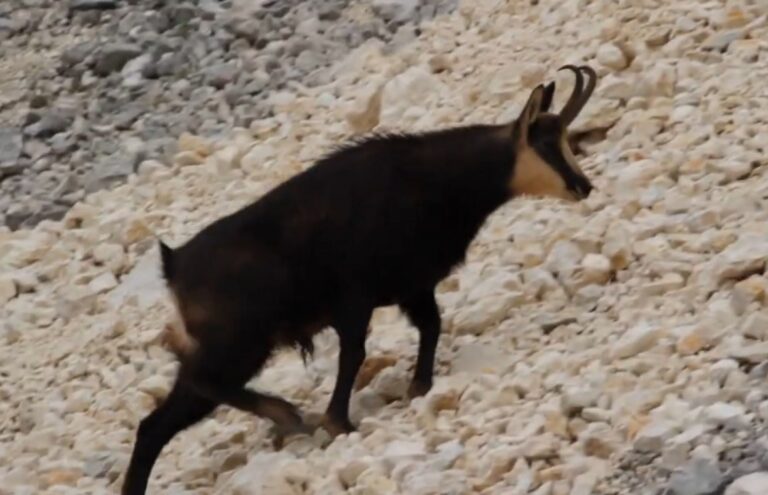 Capre negre surprinse într-o pădure din Parcul Natural Apuseni de către un ranger: Sunt extrem de agile pe terenuri dificile, stânci!