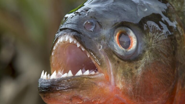 Un piranha a fost găsit în Crişul Repede, în Oradea! Sunt și în amonte, în Apuseni? Garda de Mediu Bihor a declanşat o anchetă!