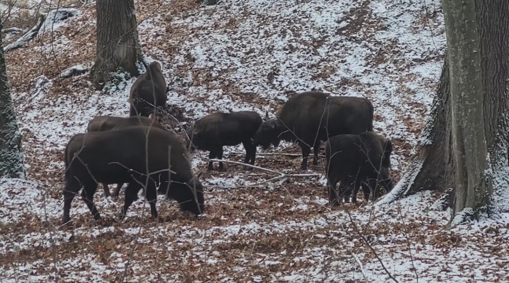 (VIDEO) Turmă de zimbri, femele și pui, filmată în timp ce se hrănesc cu ghinde într-o pădure