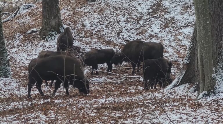 (VIDEO) Turmă de zimbri, femele și pui, filmată în timp ce se hrănesc cu ghinde într-o pădure
