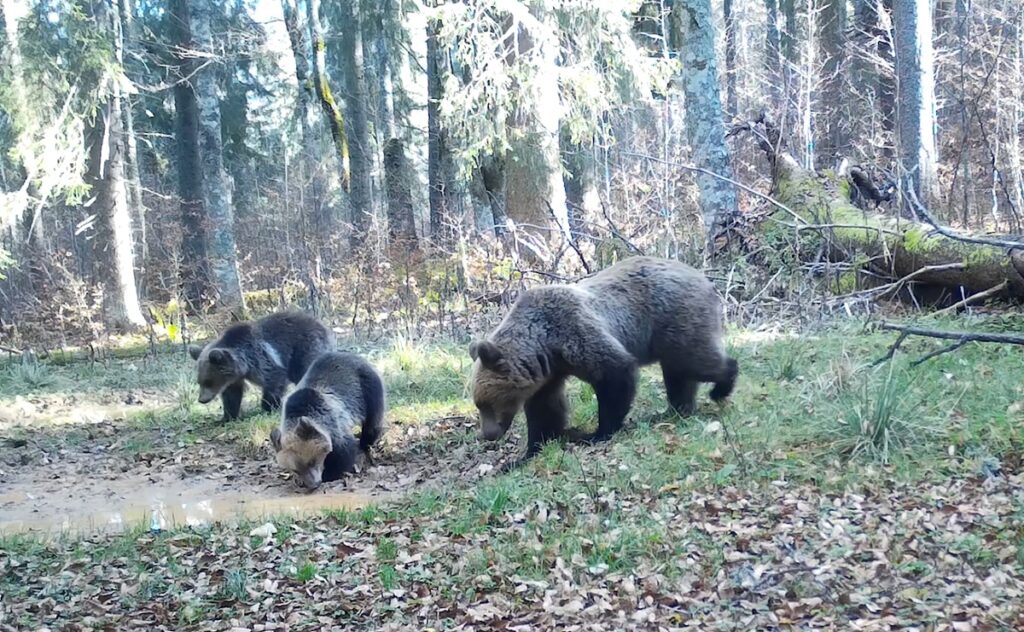 Doi ursuleți drăgălași, alături de ursoaică, au fost filmați în pădurile Parcului Natural Apuseni