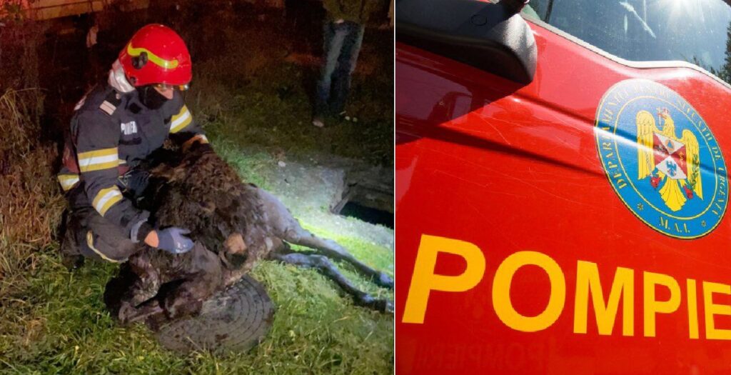 Pompierii brădeni au salvat un măgăruş căzut într-un canal din Brad