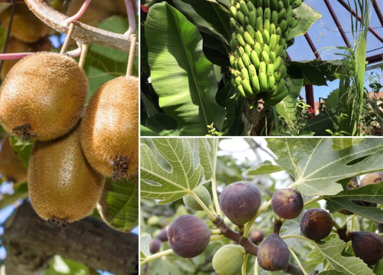 Iarna caldă din ultimii ani aduce noi fructe în România: Culturi de kaki, kiwi, banana nordului, curmal chinezesc, rodie sau smochin!