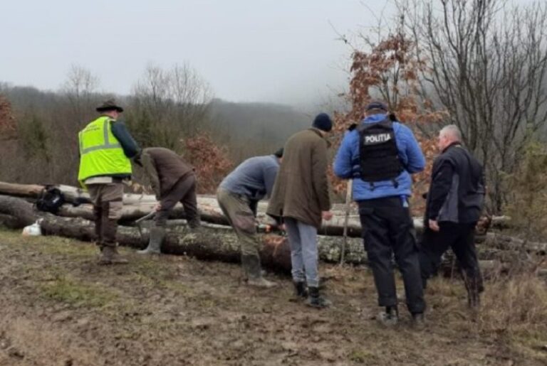 Paradisul drujbarilor din Vața de Jos a fost lovit de autorități: Un bărbat din Tătărăștii de Criș este cercetat pentru furt și tăiere ilegală de arbori!