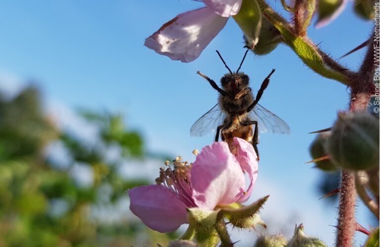 România emite din nou derogare pentru folosirea în agricultură de pesticide toxice, interzise în UE, conform WWE