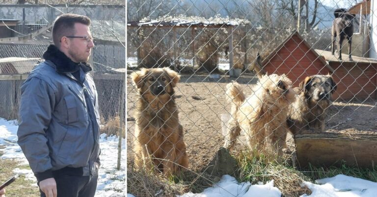 Alex Dîlv: Într-o comunitate civilizată, animalele nu stau pe străzi! Vom promova o serie de acțiuni de sterilizare!