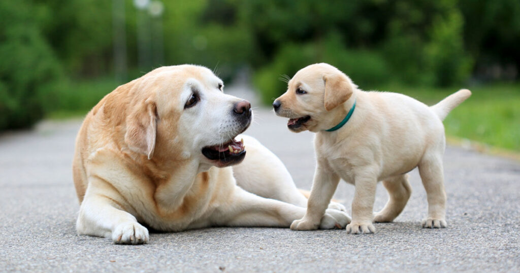 Târg de adopții de căței fără stăpân în Brănișca:  Deschide-ți inima, adoptă și salvează o viață!