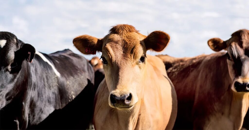 Ajutoare de la stat pentru crescătorii de bovine: Câți bani vor primi în 2023?