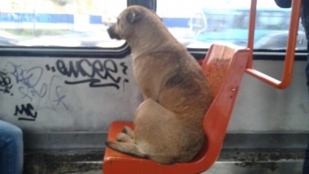 Cu animalele în mijloacele de transport în comun public? Ce se pregătește în Parlament?