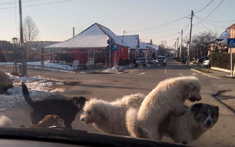 Beiușul, „stațiune turistică de interes local”? Popa: Nu, nu am o obsesie legată de câni, ci una legată de siguranța cetățenilor!