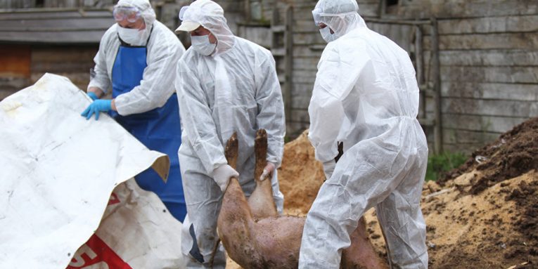 Focar de pestă porcină africană în Cluj: 27 de zone din județ sunt atent supravegheate!