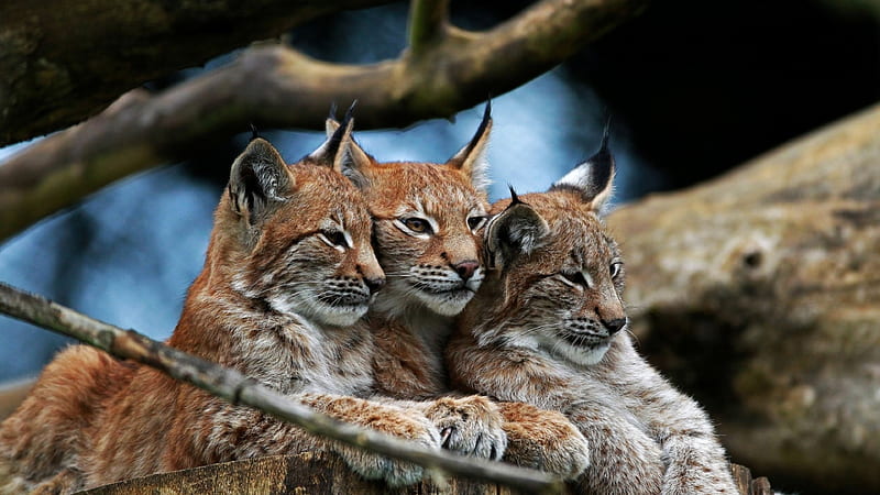 VIDEO cu o familie de râși din Apuseni: Specie nocturnă și crepusculară, vânează prada prin ambuscadă