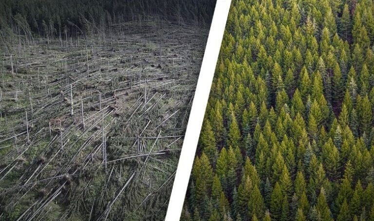 100 milioane de euro pentru refacerea suprafeţelor forestiere acolo unde fondul forestier a fost afectat de factori biotici, abiotici, de fenomene meteo, furtuni, doborâturi